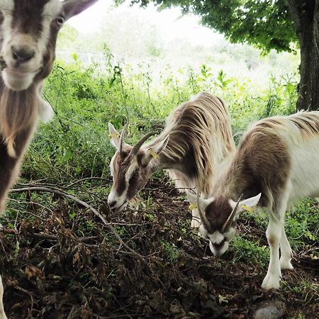 לינה וארוחת בוקר מסיאק La Ferme De Vazerat מראה חיצוני תמונה