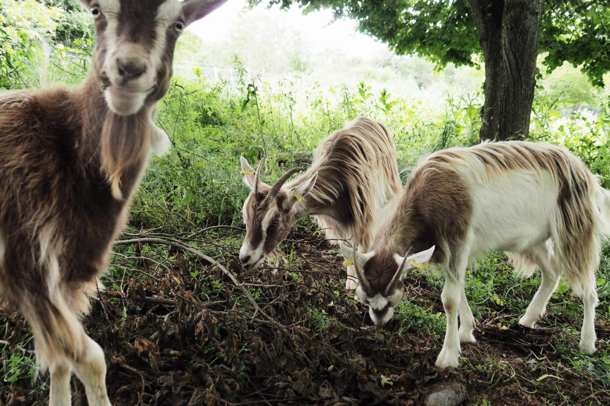 לינה וארוחת בוקר מסיאק La Ferme De Vazerat מראה חיצוני תמונה